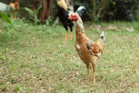 Chicken Stock Photos