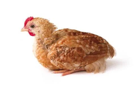 Chicken Foto stock