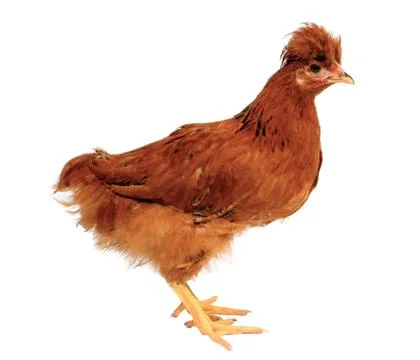 Chicken 스톡 사진