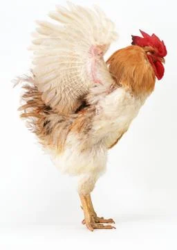 Chicken Stock Photos