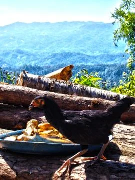 Chicken Stock Photos