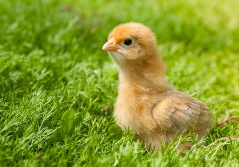 Chicken Stock Photos