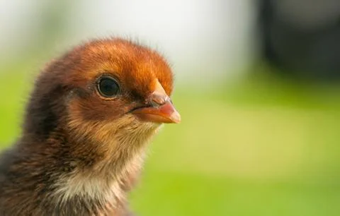 Chicken Stock Photos