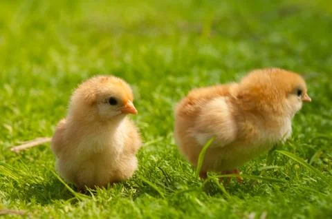 Chicken Stock Photos