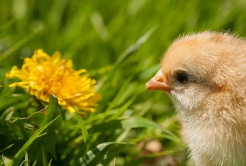 Chicken Stock Photos