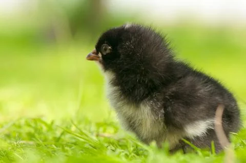 Chicken Stock Photos
