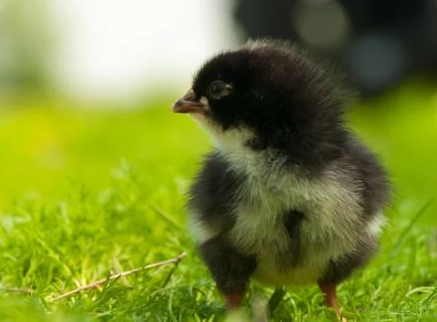 Chicken Stock Photos