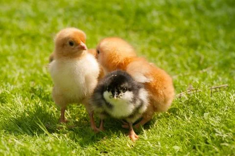 Chicken Stock Photos