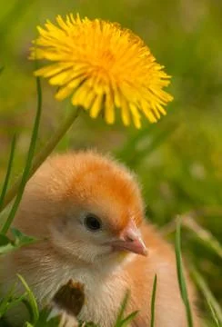 Chicken Stock Photos