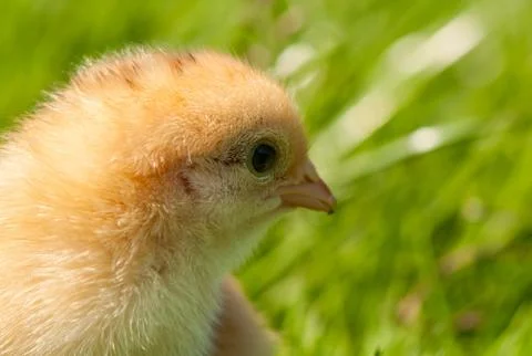 Chicken Stock Photos