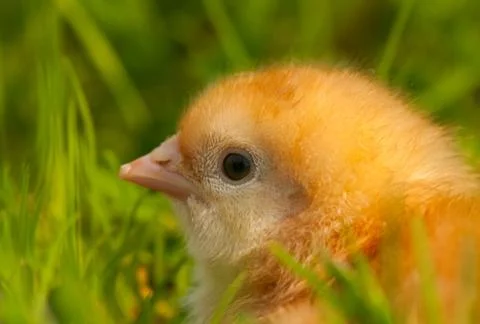 Chicken Stock Photos