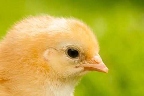 Chicken Stock Photos