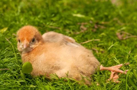 Chicken Stock Photos