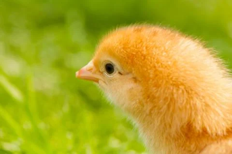 Chicken Stock Photos