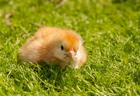 Chicken Stock Photos