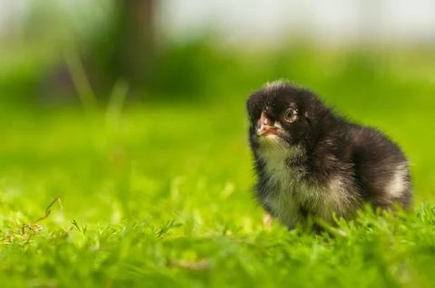 Chicken Stock Photos