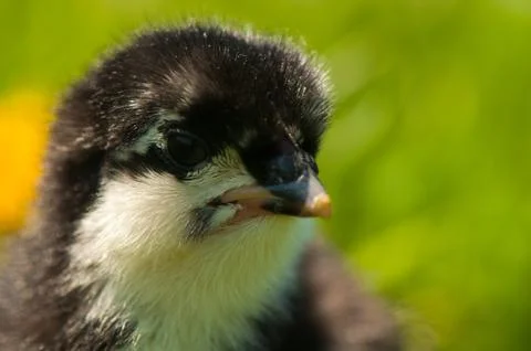 Chicken Stock Photos