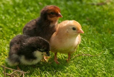 Chicken Stock Photos