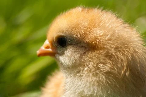 Chicken Stock Photos