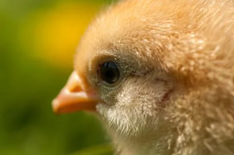 Chicken Stock Photos