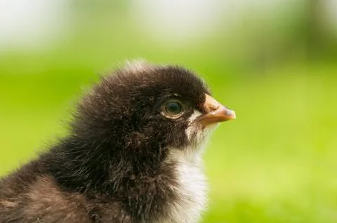Chicken Stock Photos
