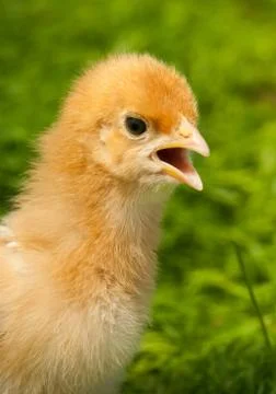 Chicken Stock Photos