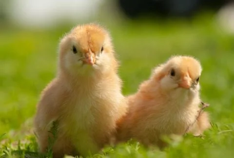 Chicken Stock Photos