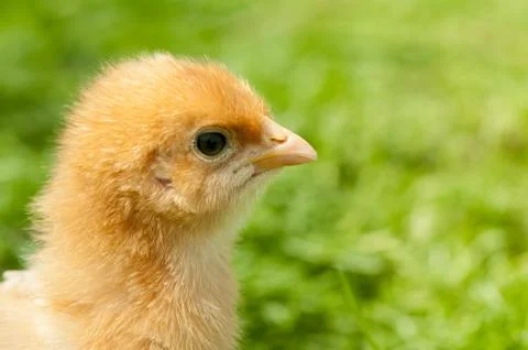 Chicken Stock Photos