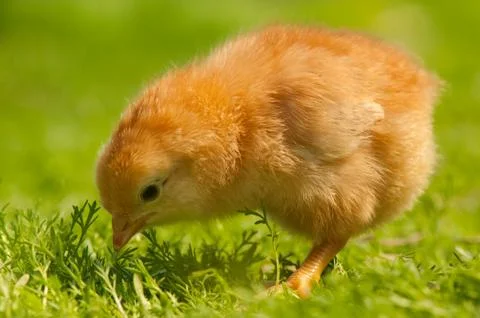 Chicken Stock Photos