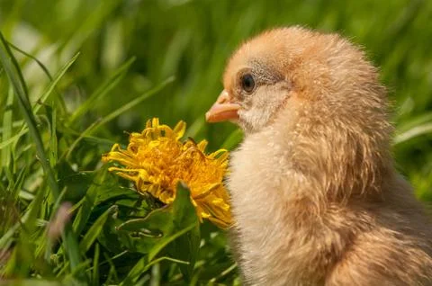 Chicken Stock Photos