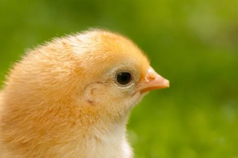 Chicken Stock Photos