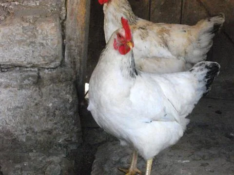 Chicken Stock Photos