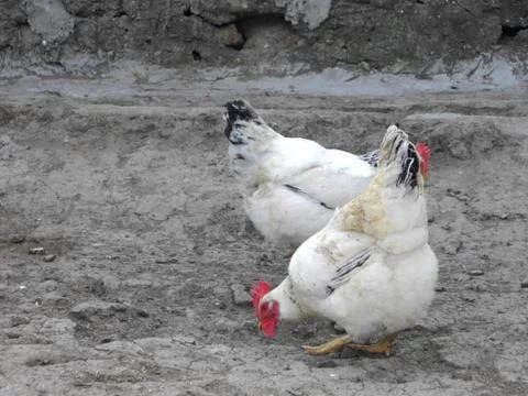 Chicken Stock Photos