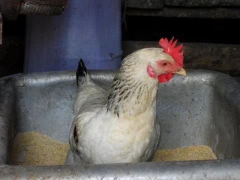 Chicken Stock Photos