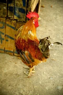 Chicken Stock Photos