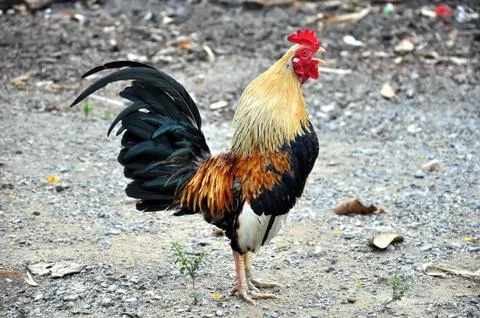 Chicken Stock Photos
