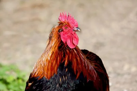 Chicken Stock Photos