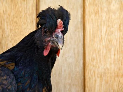 Chicken Stock Photos