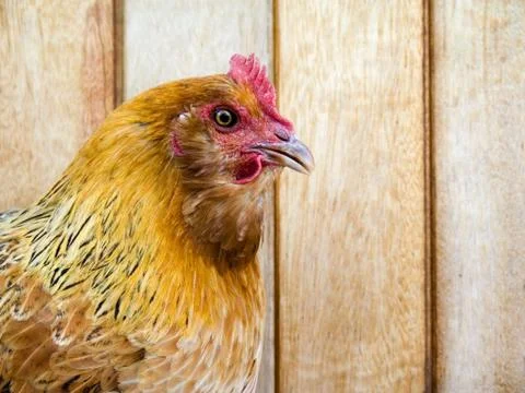 Chicken Stock Photos