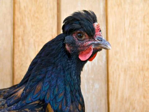 Chicken Stock Photos