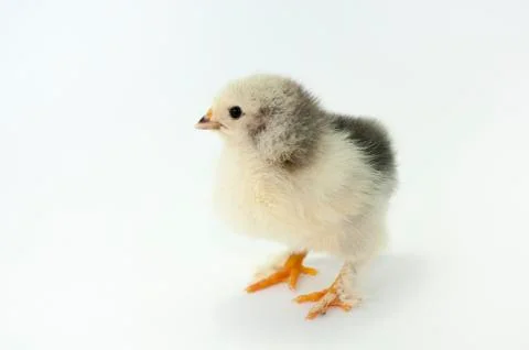 Chicken Stock Photos