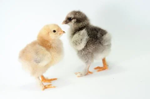 Chicken Stock Photos