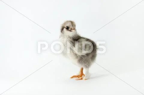 Chicken Stock Photos