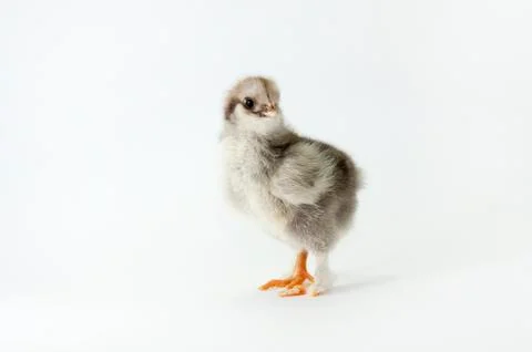 Chicken Stock Photos