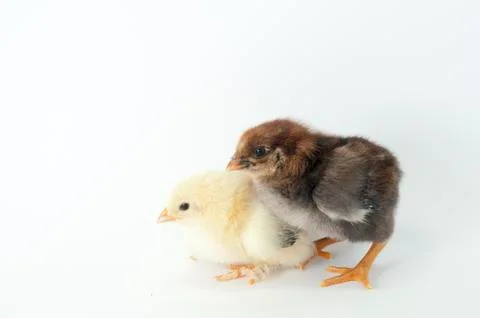 Chicken Stock Photos