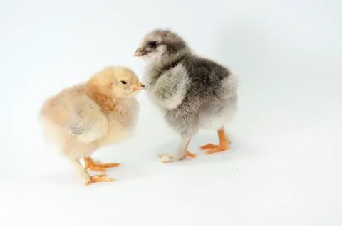 Chicken Stock Photos