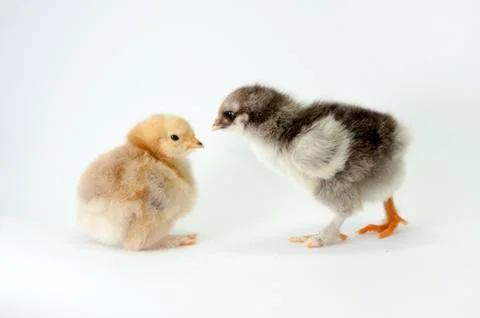 Chicken Stock Photos