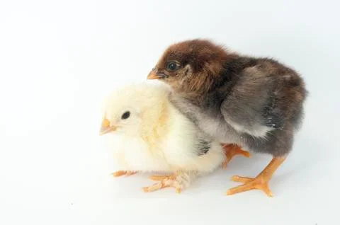 Chicken Stock Photos