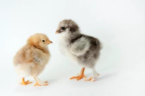 Chicken Stock Photos