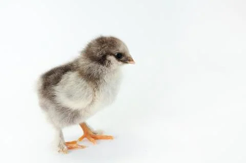 Chicken Stock Photos